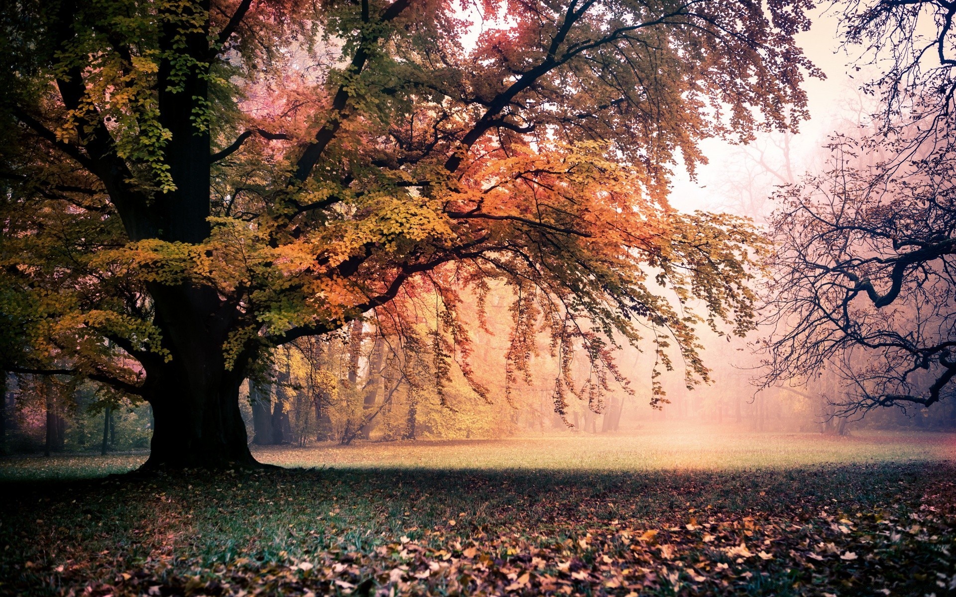 automne arbre automne paysage parc feuille bois scénique nature à l extérieur saison lumière