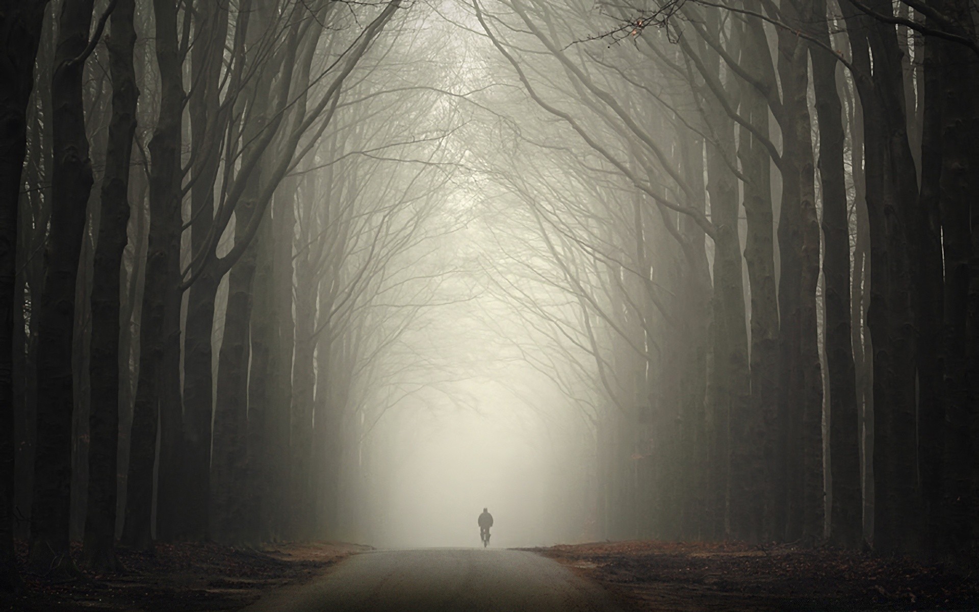 autumn light tree landscape winter fog wood shadow dark dawn abstract