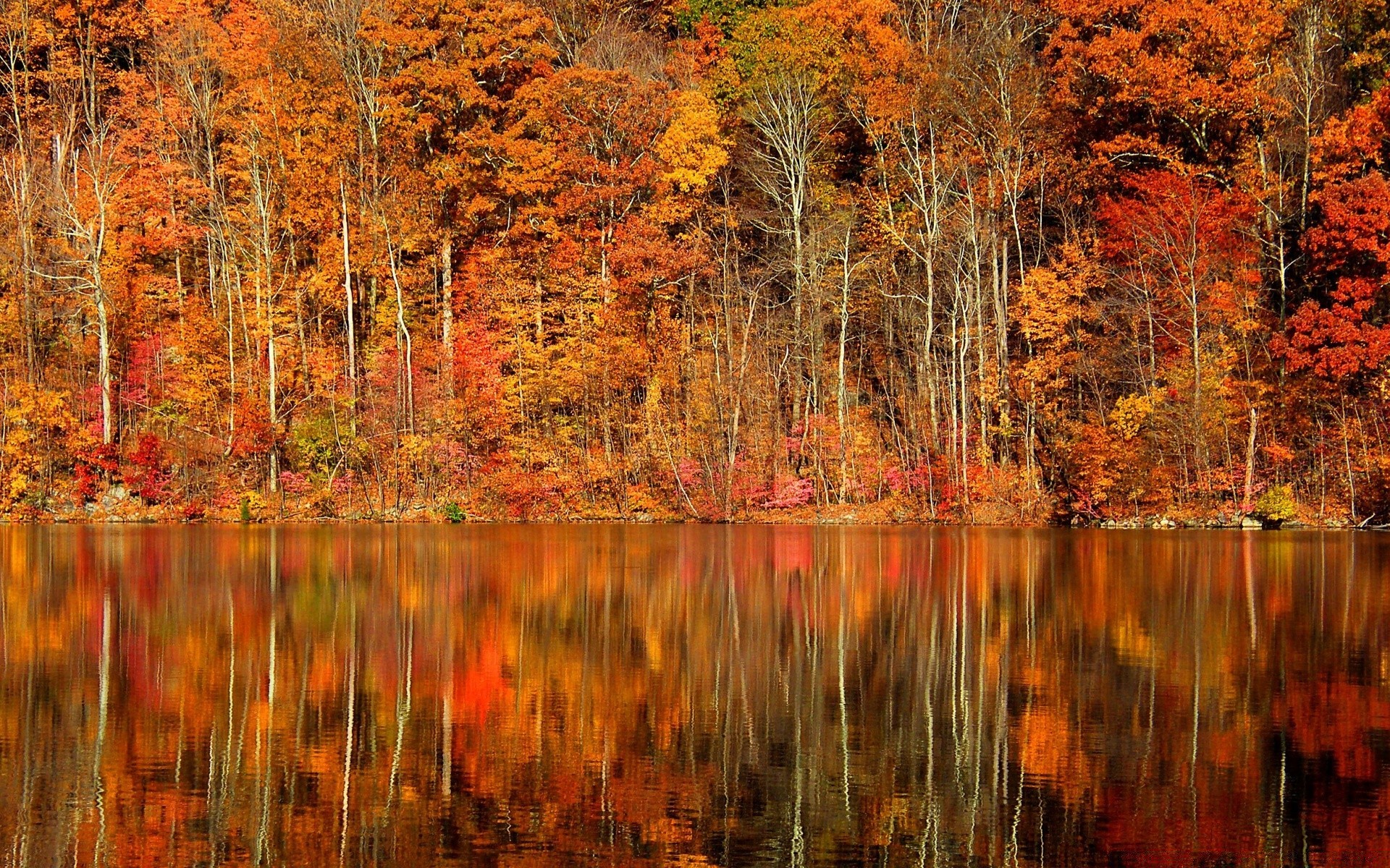 otoño otoño hoja madera naturaleza árbol arce al aire libre paisaje temporada cambio oro agua lago parque sangre fría brillante escénico buen tiempo reflexión