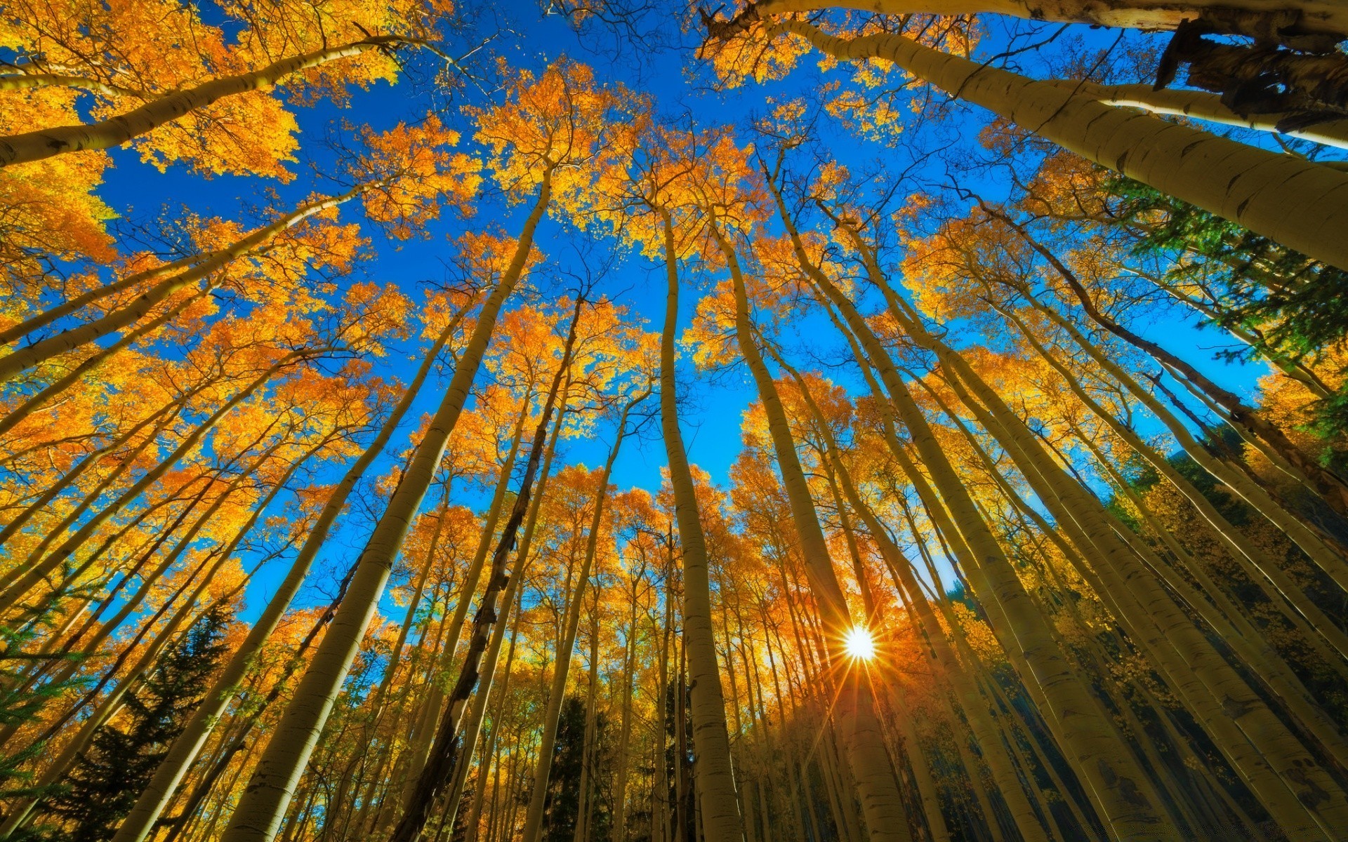 autunno albero natura autunno desktop foglia stagione legno paesaggio luce cielo astratto sole luminoso oro all aperto bel tempo colore viaggi