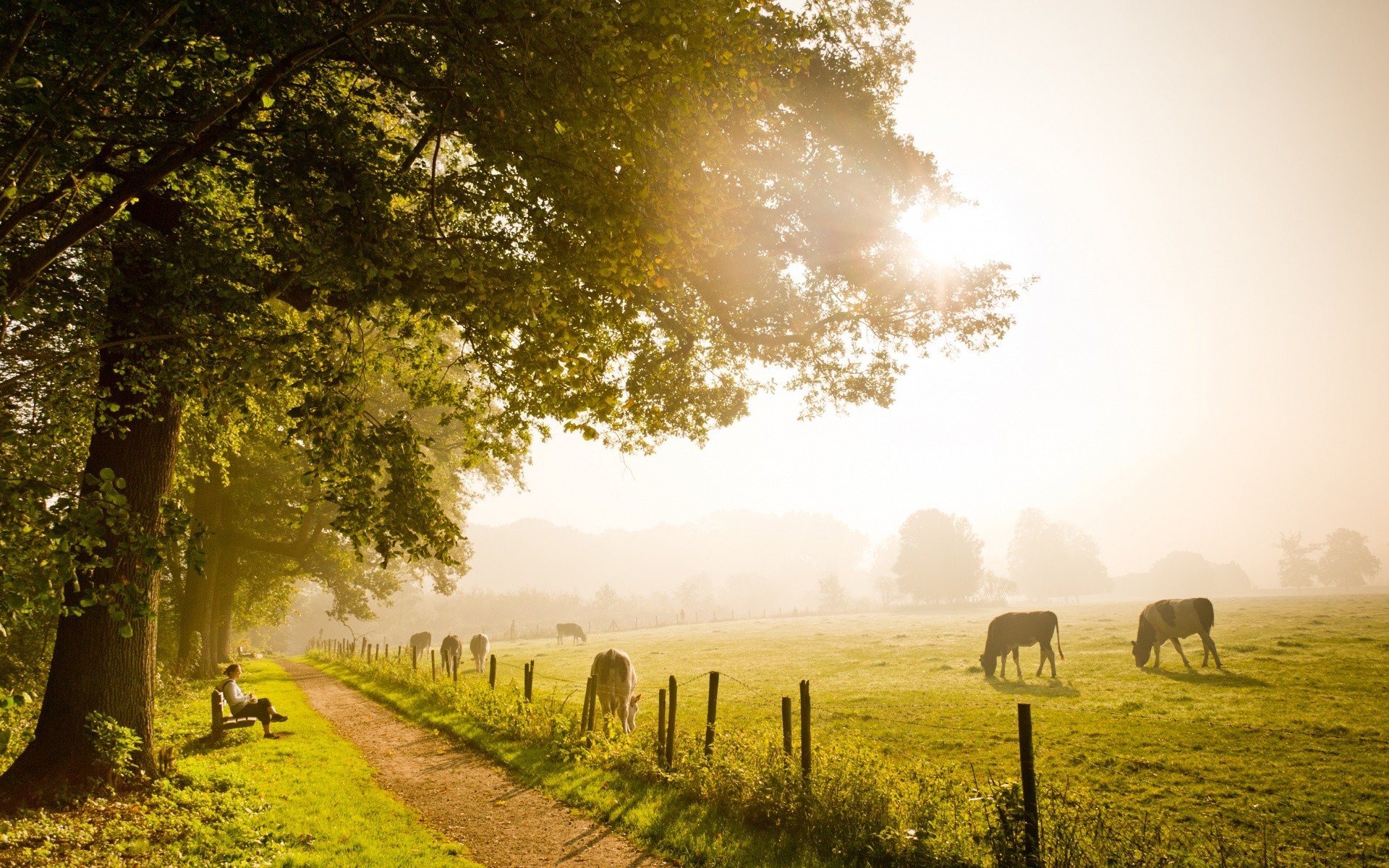 herbst landschaft baum nebel nebel holz natur dämmerung landschaft im freien straße gras herbst