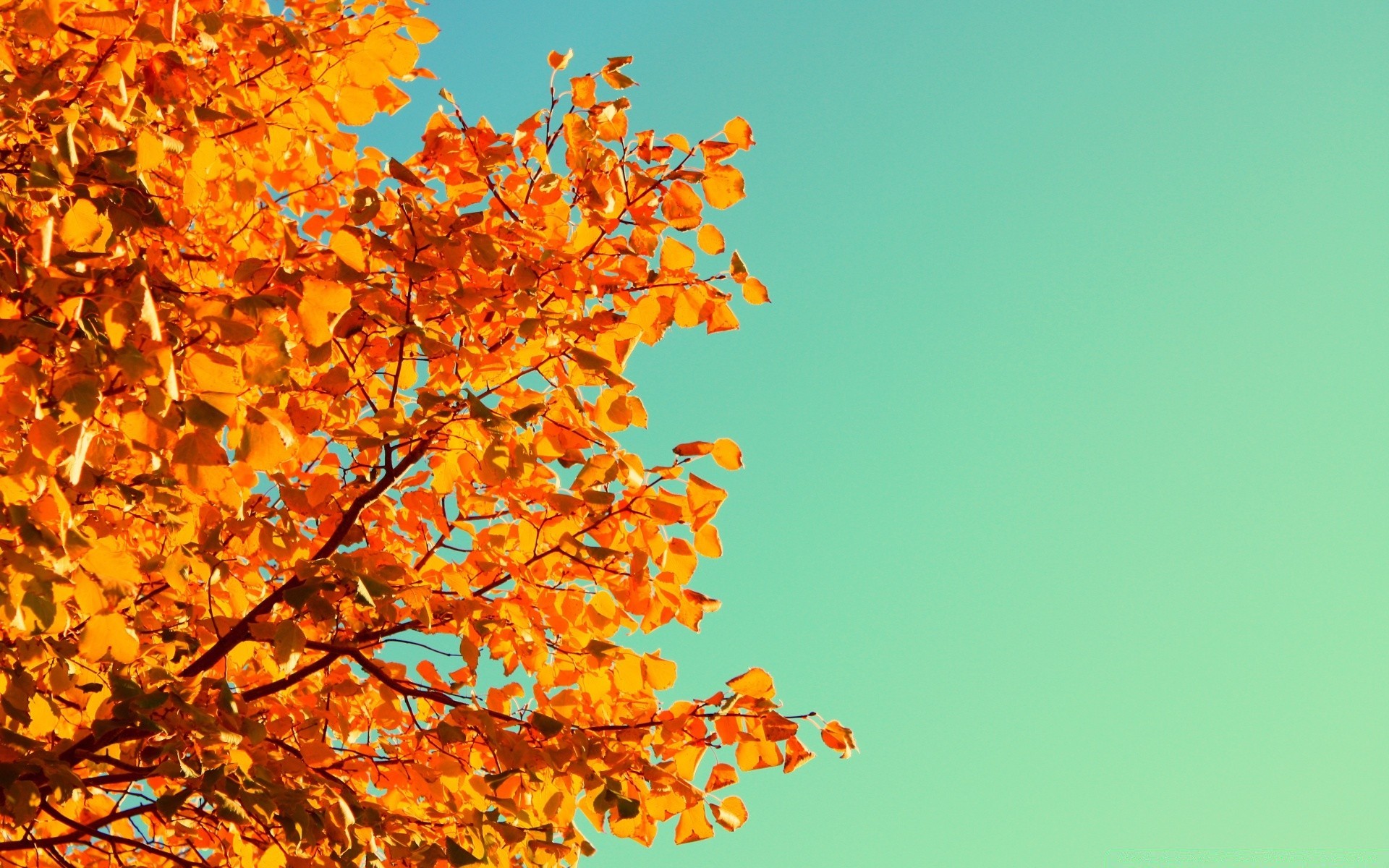 autunno foglia autunno natura brillante stagione albero flora all aperto desktop ramo di colore