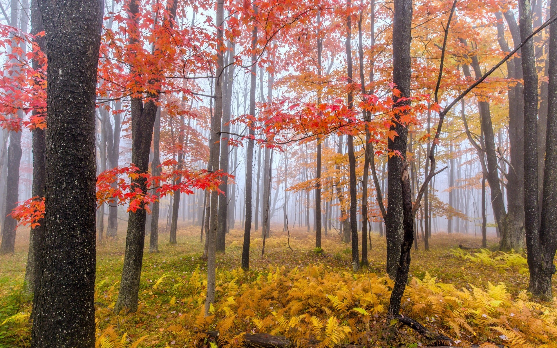 autumn fall tree leaf wood season maple nature landscape park scenic scenery branch environment scene color change gold guidance bright flora