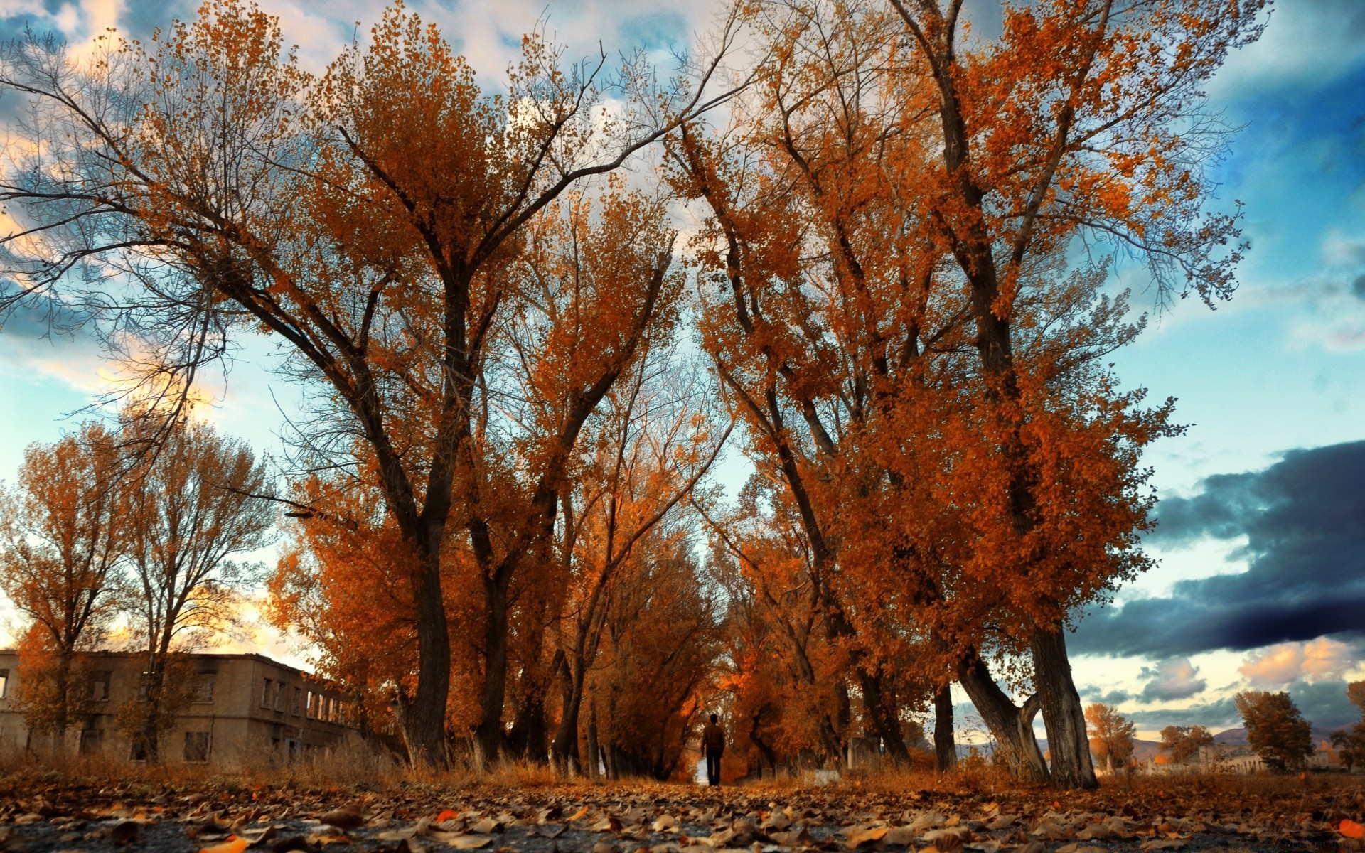 autumn tree landscape fall wood park season scenic nature outdoors branch dawn leaf winter weather environment fair weather scene