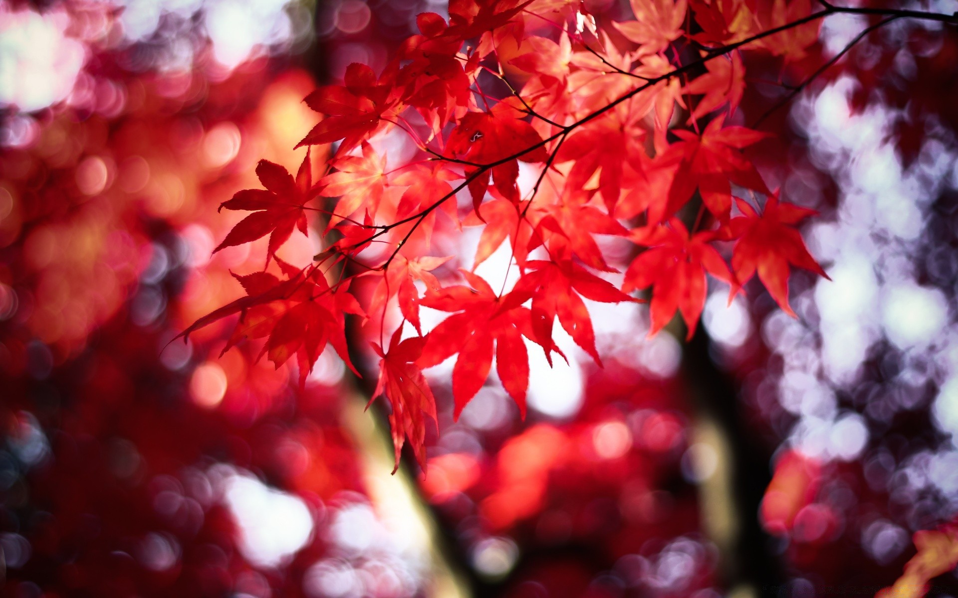 autumn leaf nature fall season bright tree branch color outdoors park blur garden