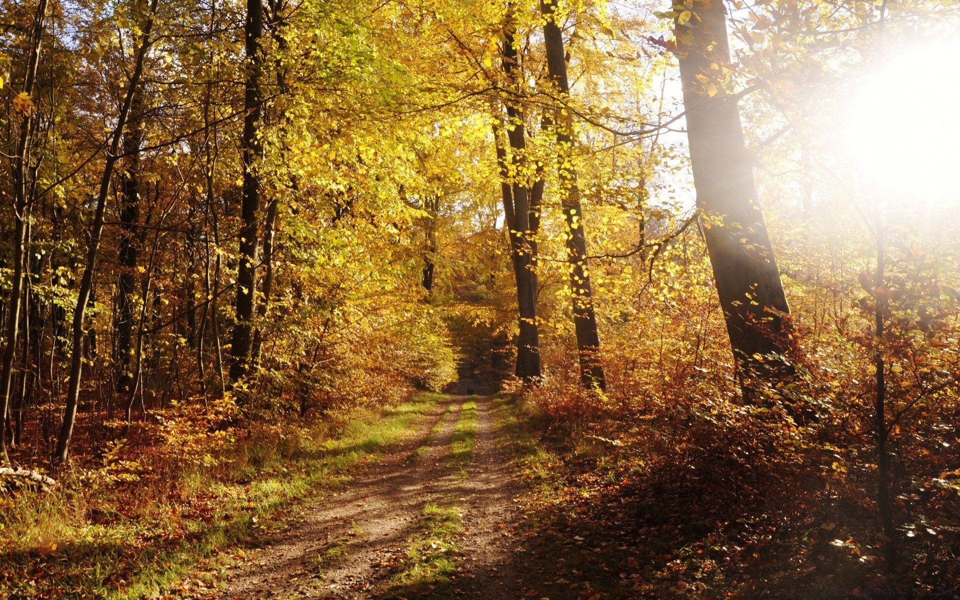 otoño madera otoño hoja árbol paisaje naturaleza parque temporada al aire libre buen tiempo guía sendero escénico medio ambiente carretera amanecer caminata rama sendero niebla