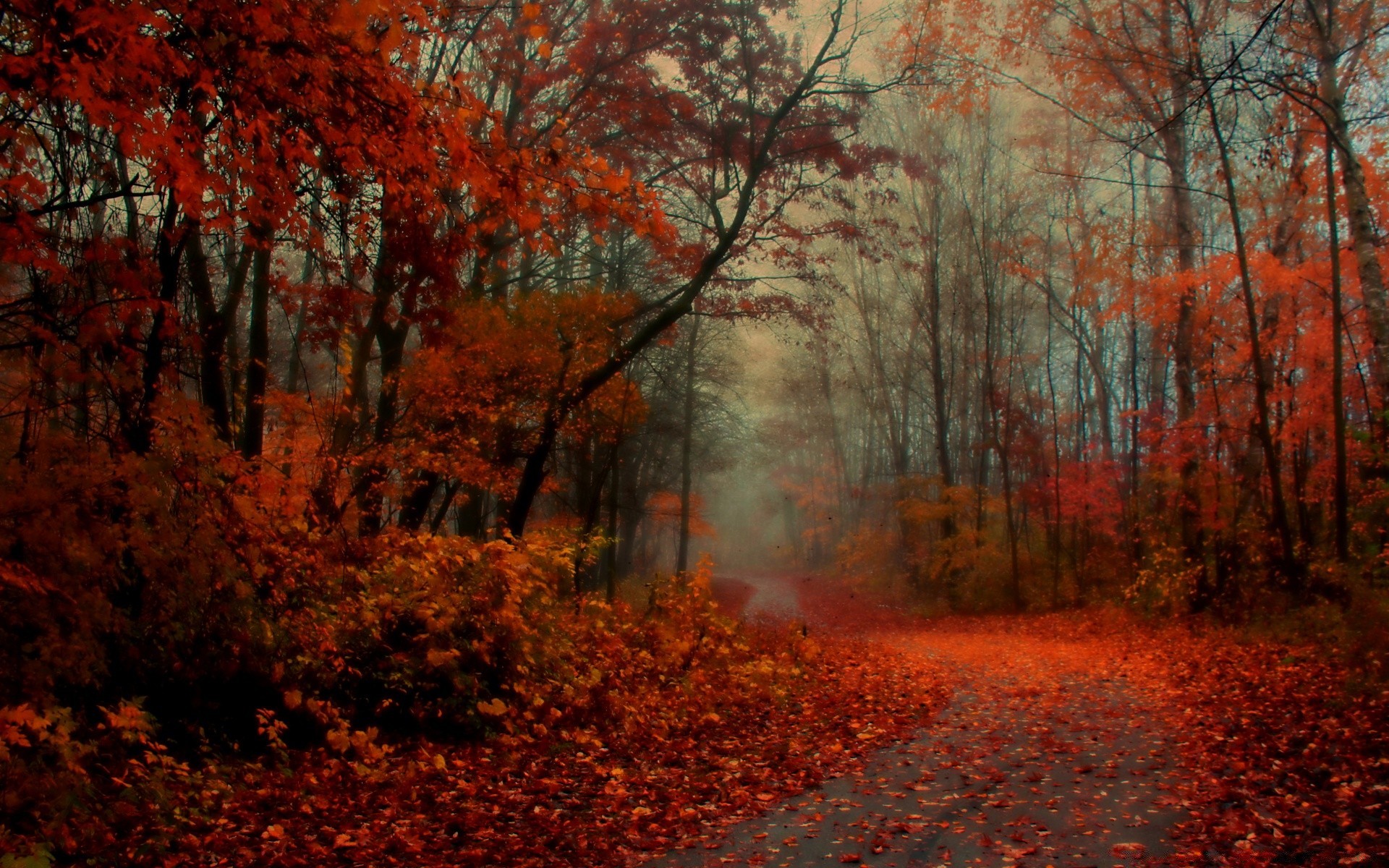 autumn fall leaf tree wood landscape maple dawn park nature season outdoors fog scenic gold mist