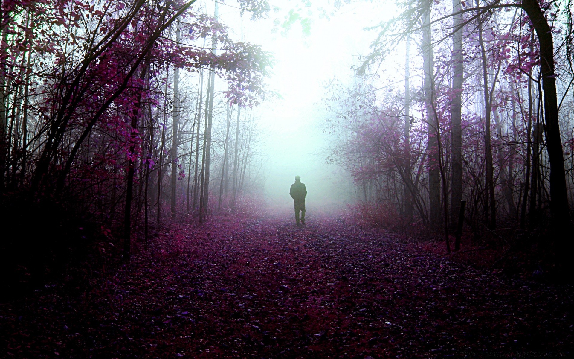 autumn tree landscape fog dawn wood light park backlit nature mist fall sun branch leaf