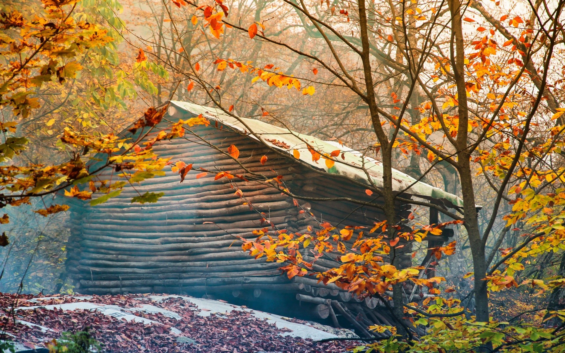 autunno autunno foglia albero stagione maple natura ramo di legno paesaggio parco all aperto oro che cambia flora scena di colore paesaggio vivid acqua