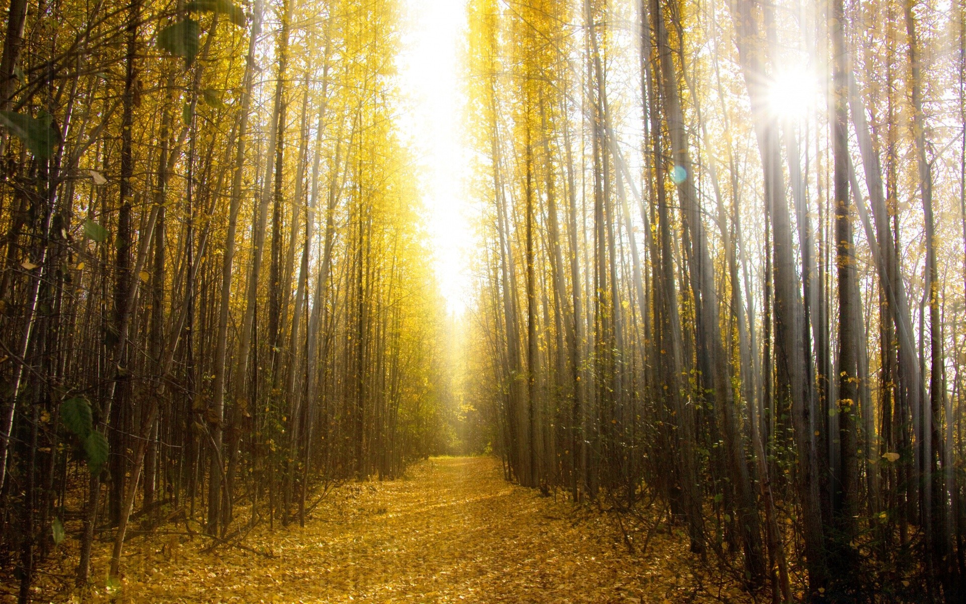 otoño madera naturaleza amanecer sol otoño hoja árbol paisaje oro niebla buen tiempo niebla brillante parque luz sunbim temporada al aire libre