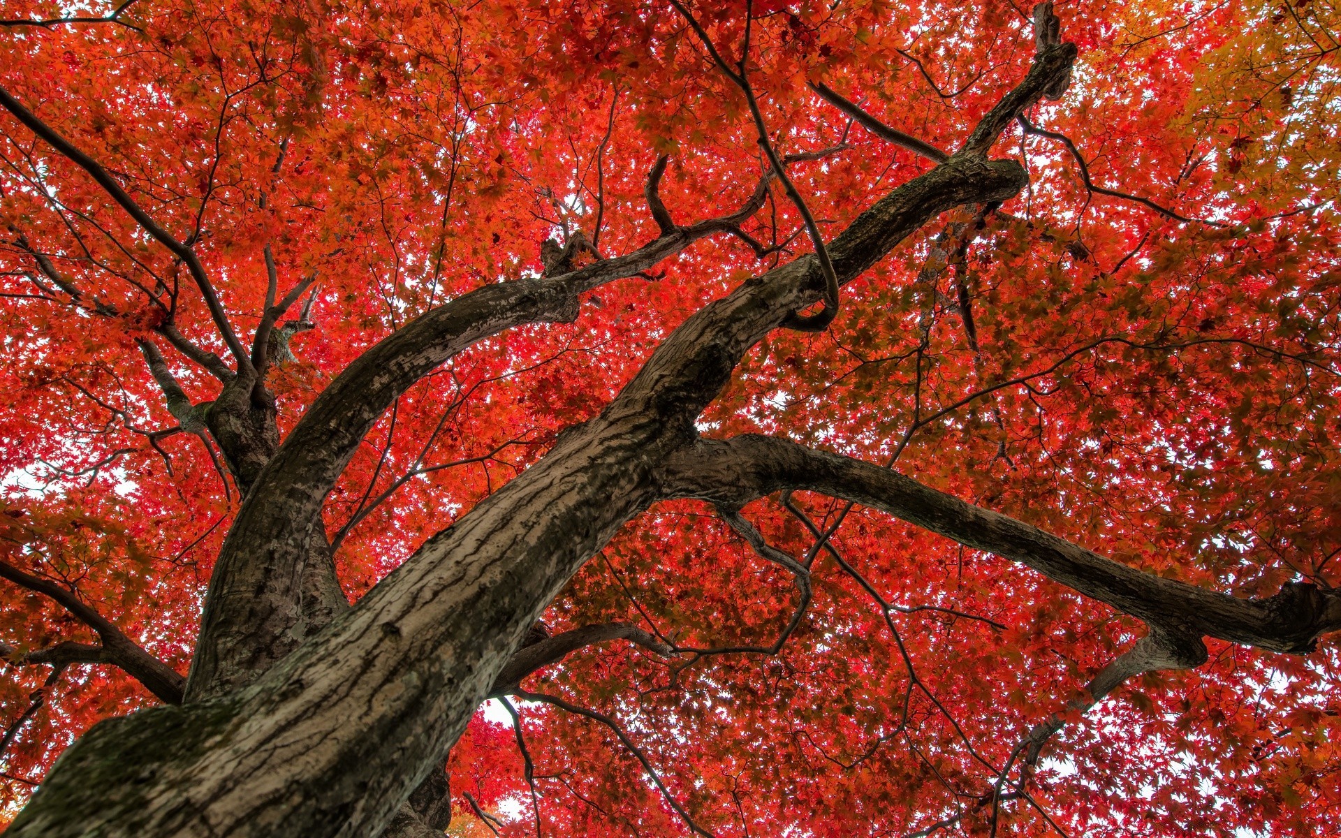 otoño otoño hoja árbol temporada arce naturaleza rama brillante parque color paisaje al aire libre madera buen tiempo