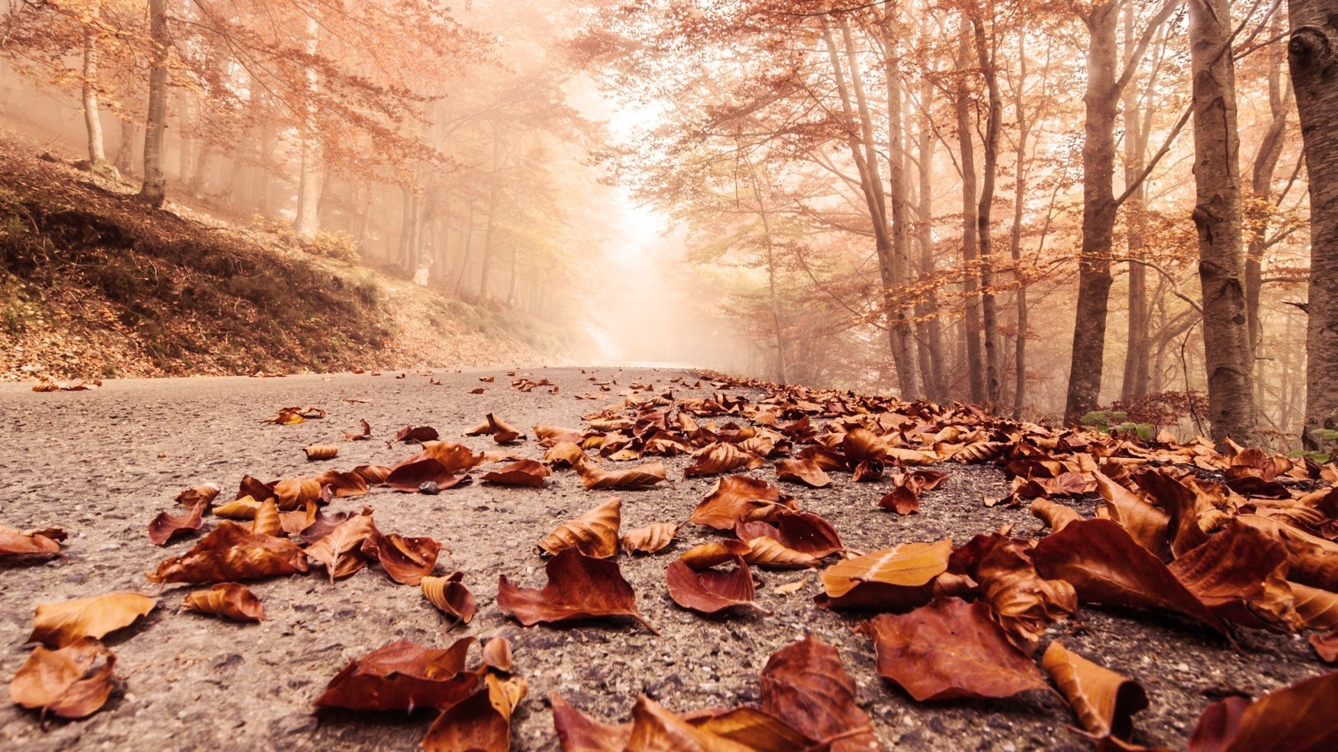 herbst landschaft natur umwelt baum im freien herbst