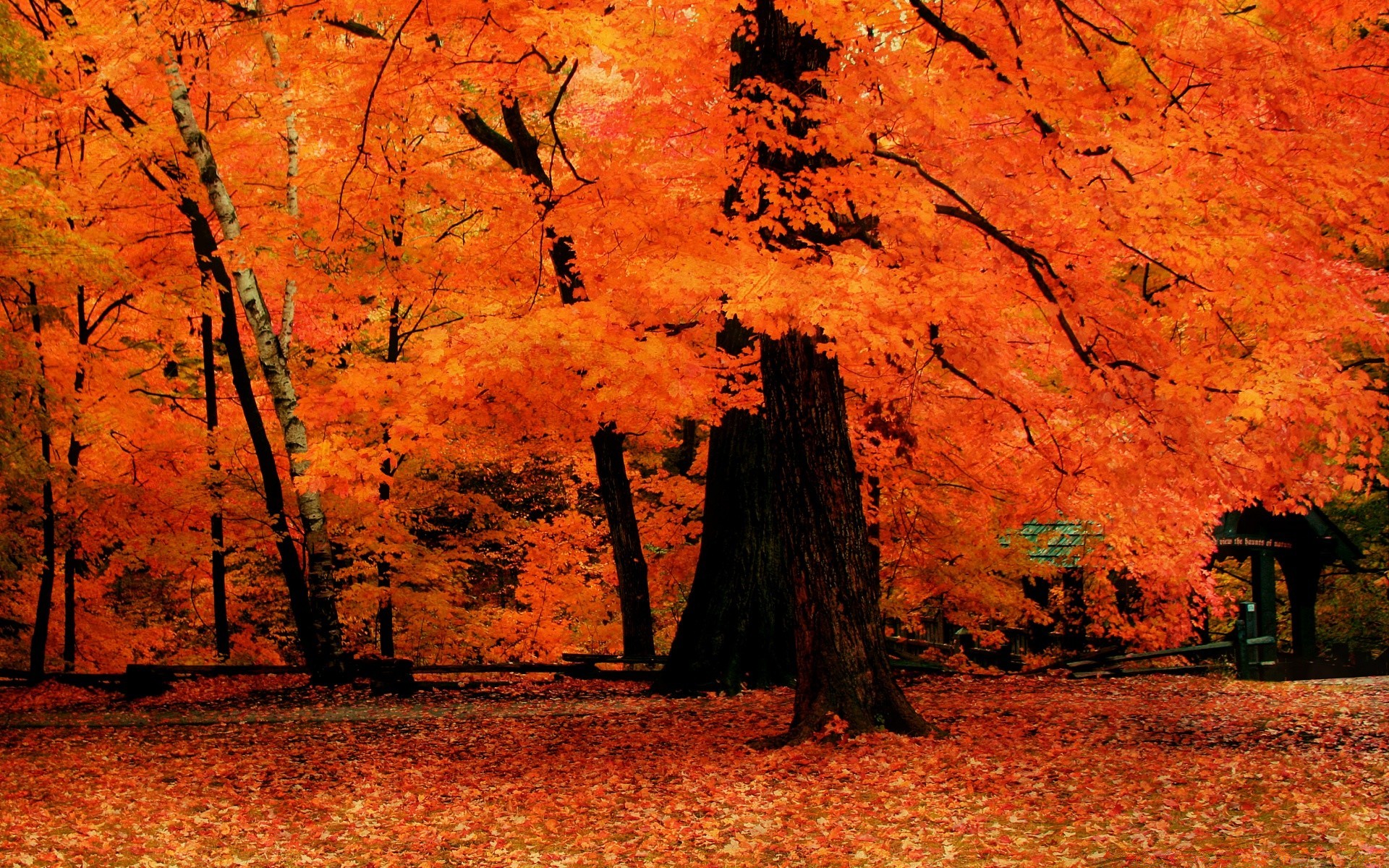 herbst herbst blatt holz ahorn park holz landschaft im freien natur