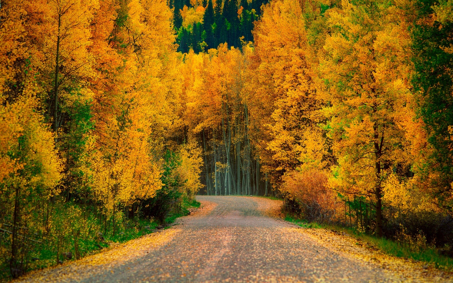 herbst herbst blatt holz holz straße landschaft landschaftlich natur im freien park saison guide landschaft ländlichen ahorn gutes wetter landschaft