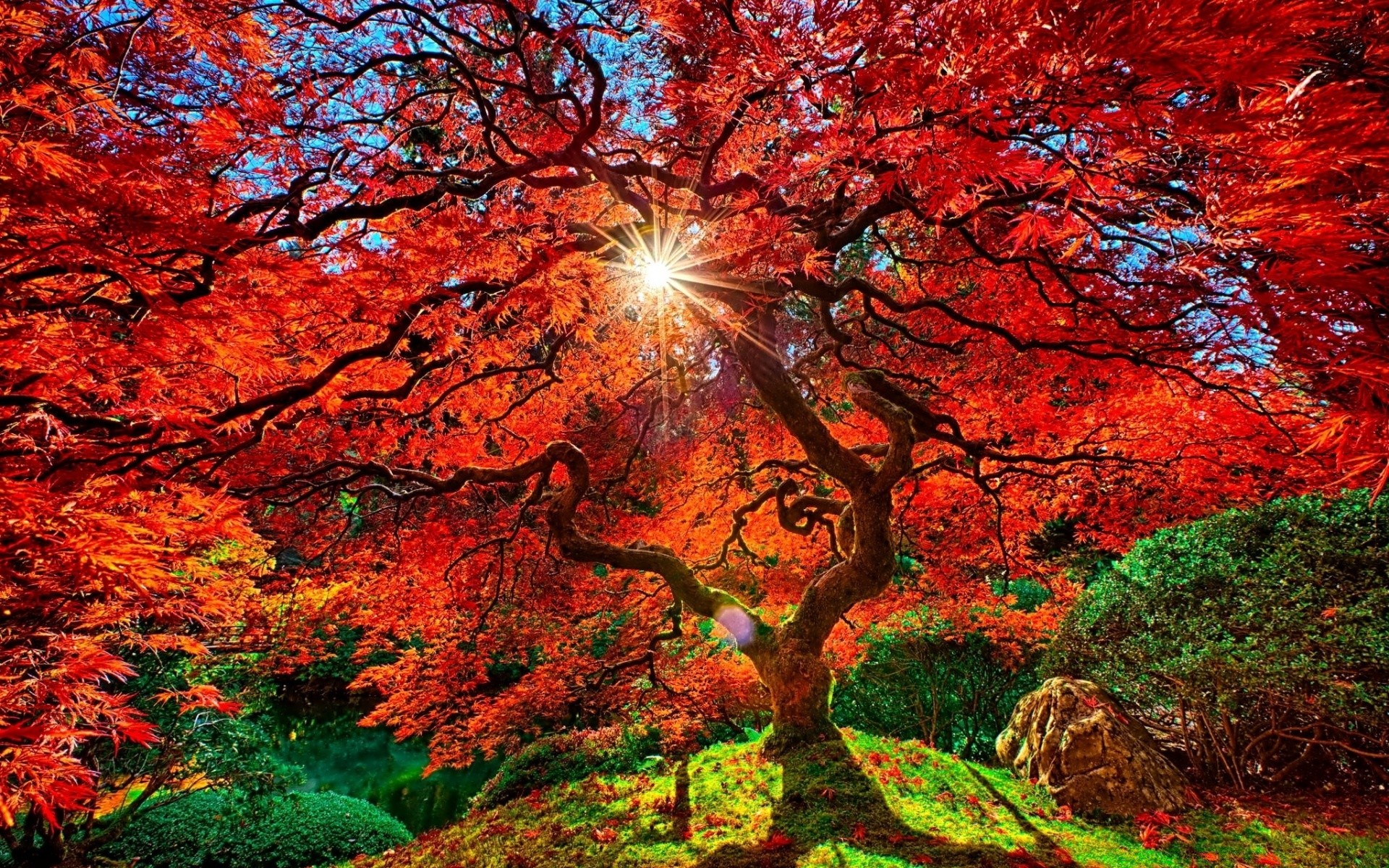 autumn fall leaf maple tree season nature landscape wood park bright outdoors color sun