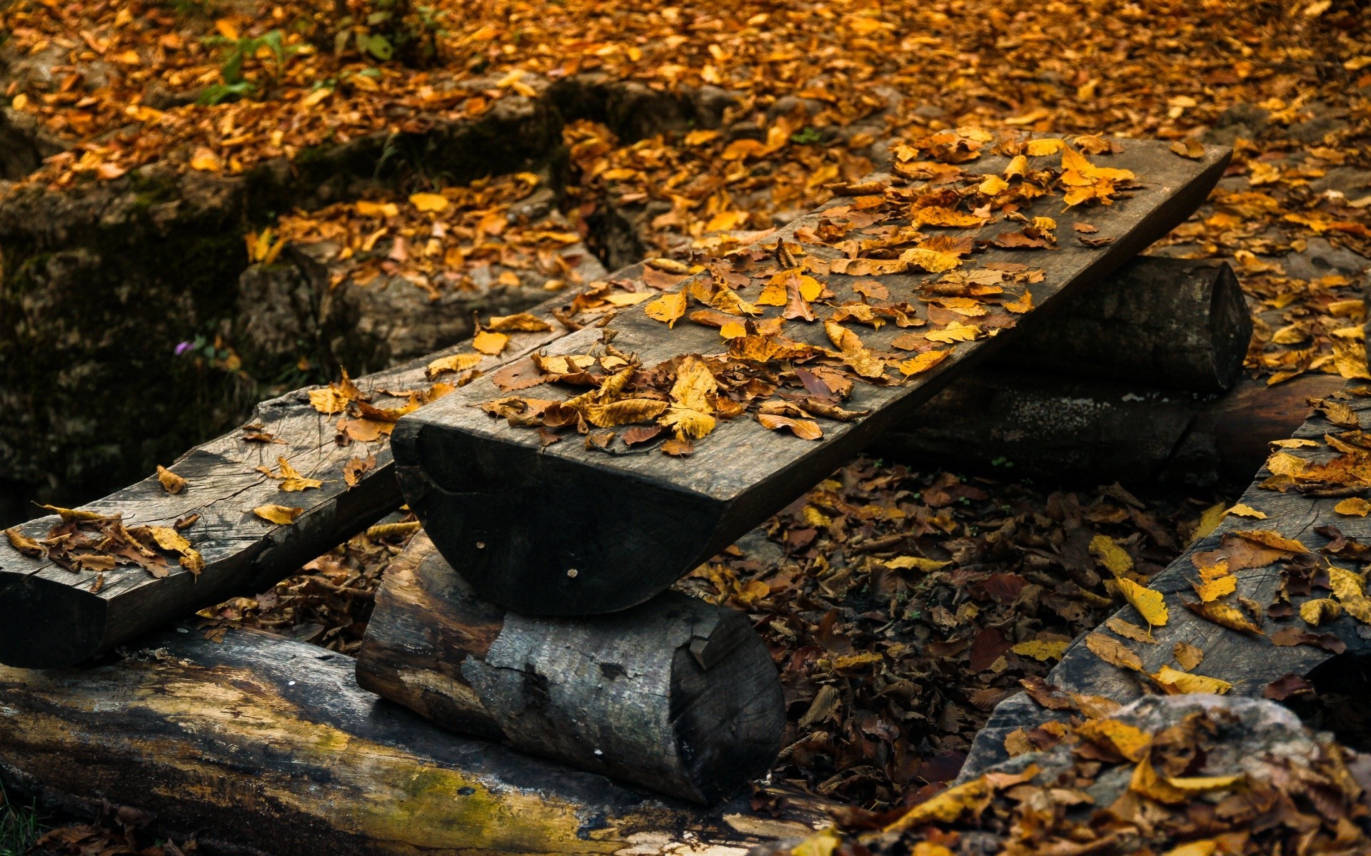 jesień jesień drewno liść drzewa na zewnątrz natura środowisko park płomień ziemia ogród pulpit krajobraz