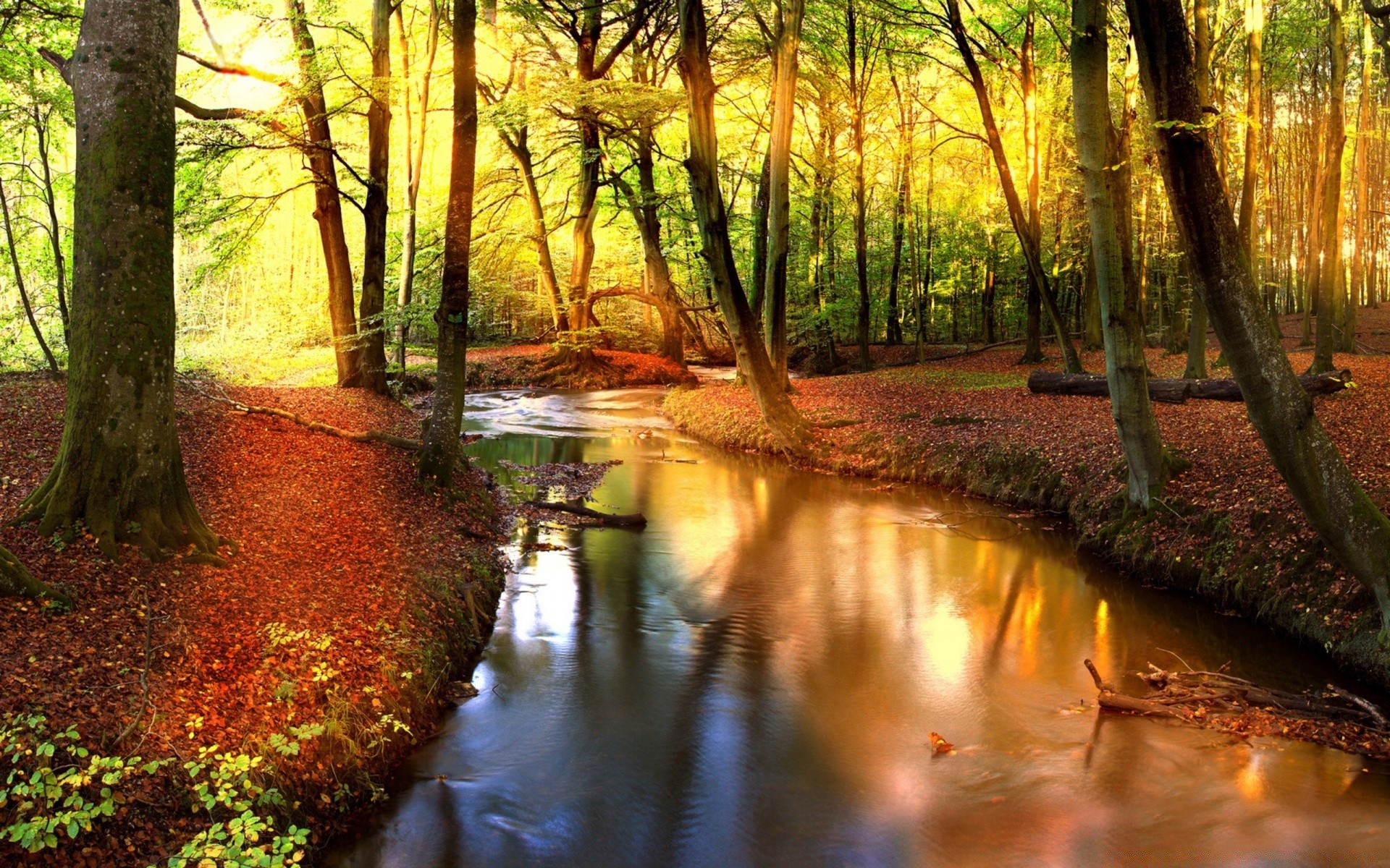 autumn fall wood leaf nature tree park outdoors dawn landscape fair weather water lush scenic sun countryside environment guidance light river