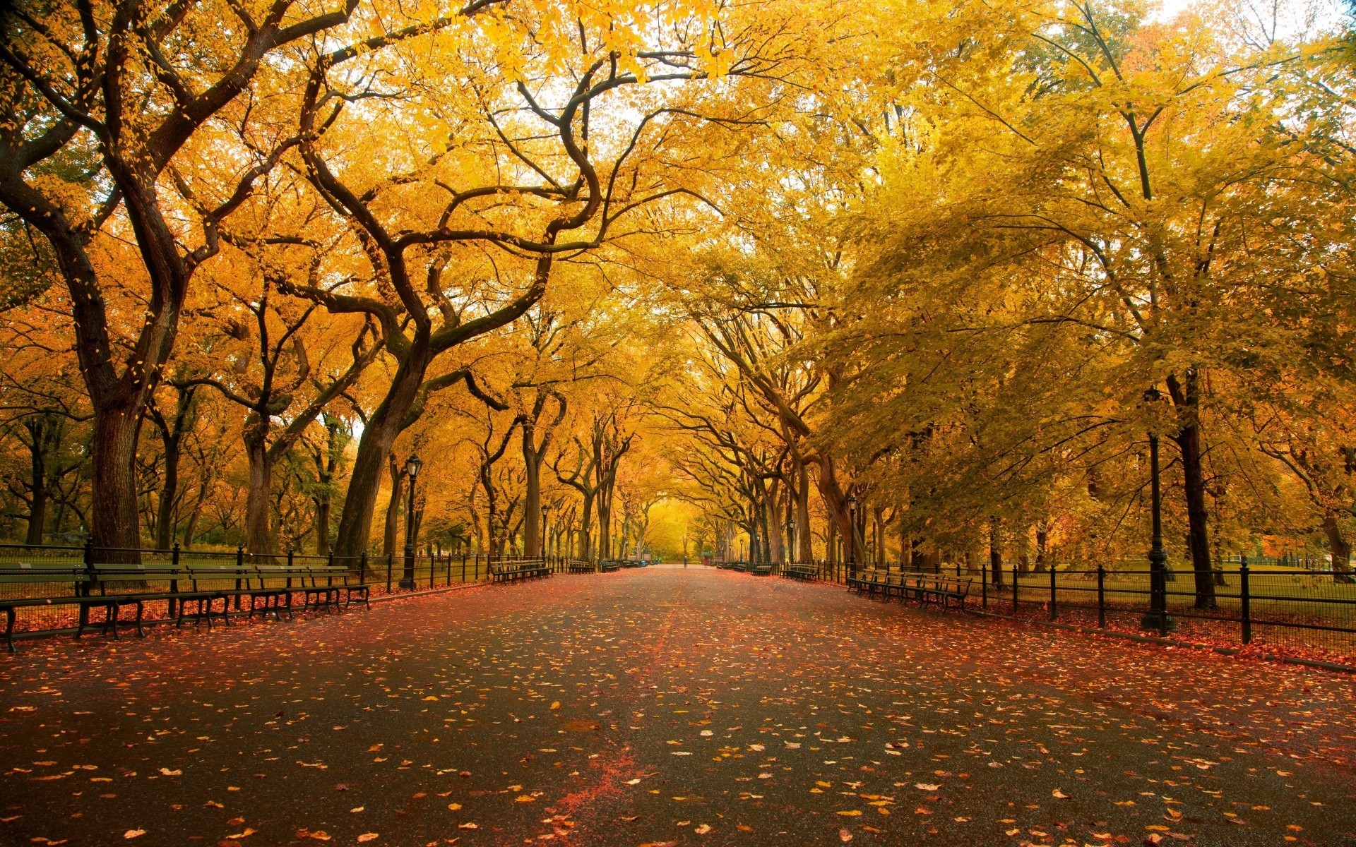 otoño otoño árbol hoja parque paisaje callejón carretera madera amanecer temporada naturaleza avenida rama guía arce niebla oro buen tiempo escénico sol