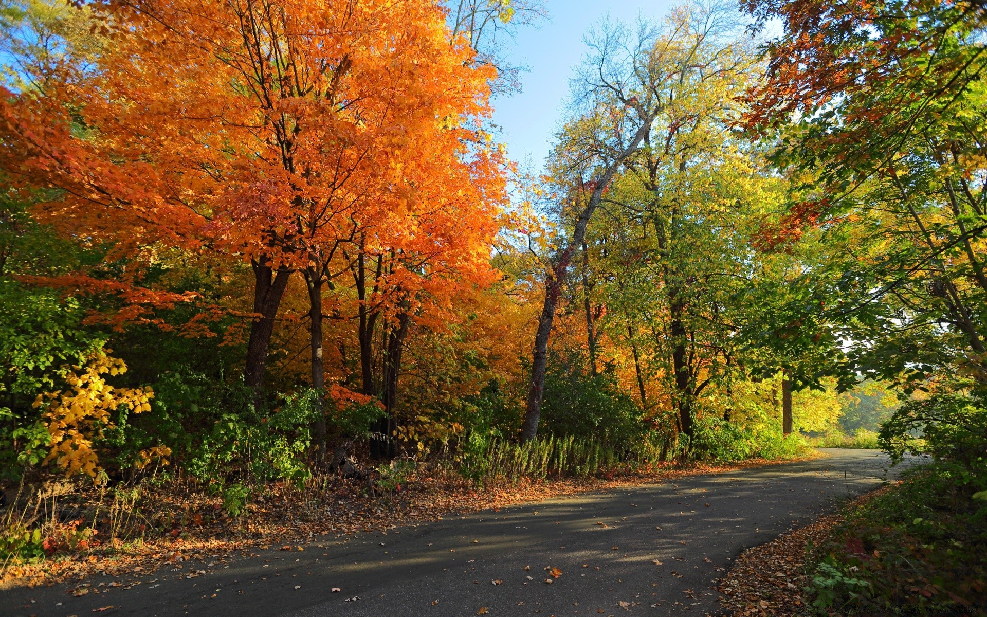 autunno autunno foglia albero strada acero paesaggio natura legno guida stagione scenic parco all aperto rurale campagna bel tempo lussureggiante