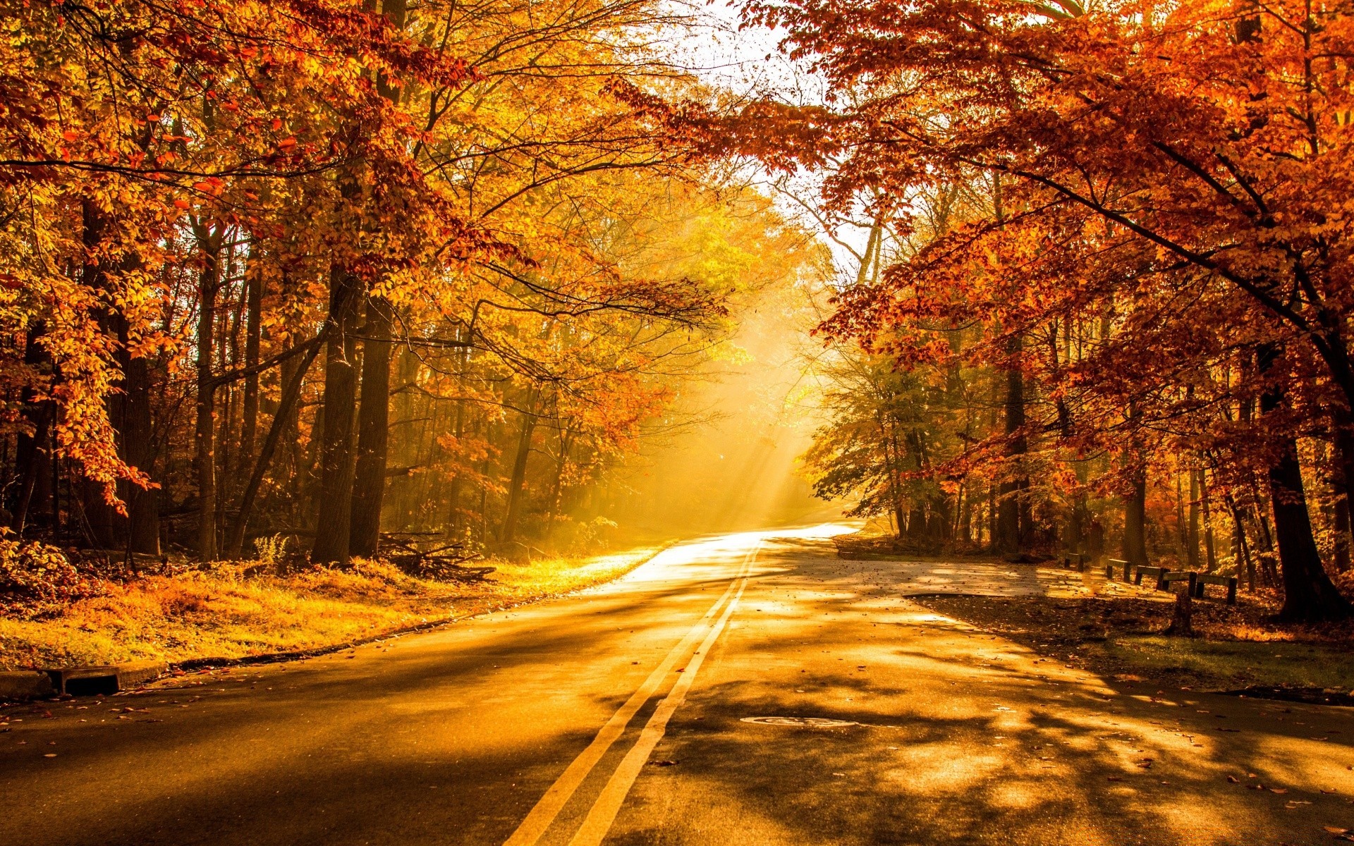 herbst herbst straße holz holz landschaft landschaftlich blatt park dämmerung führung im freien natur