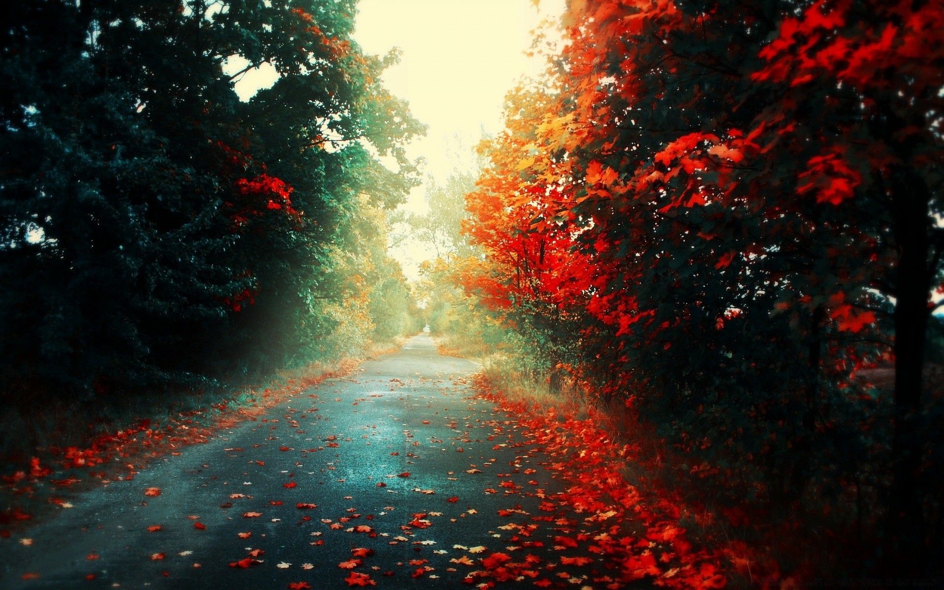 otoño árbol paisaje niebla al aire libre