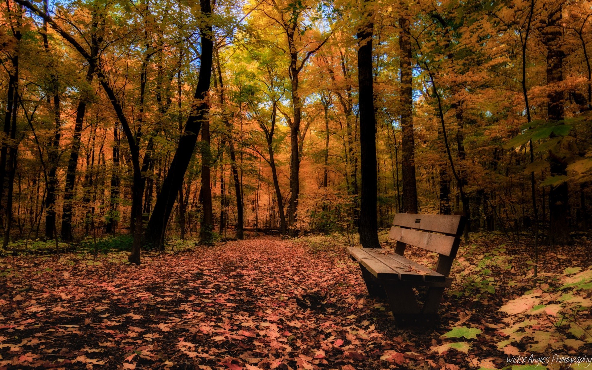 autumn wood tree fall landscape nature leaf park dawn outdoors environment scenic guidance fair weather season