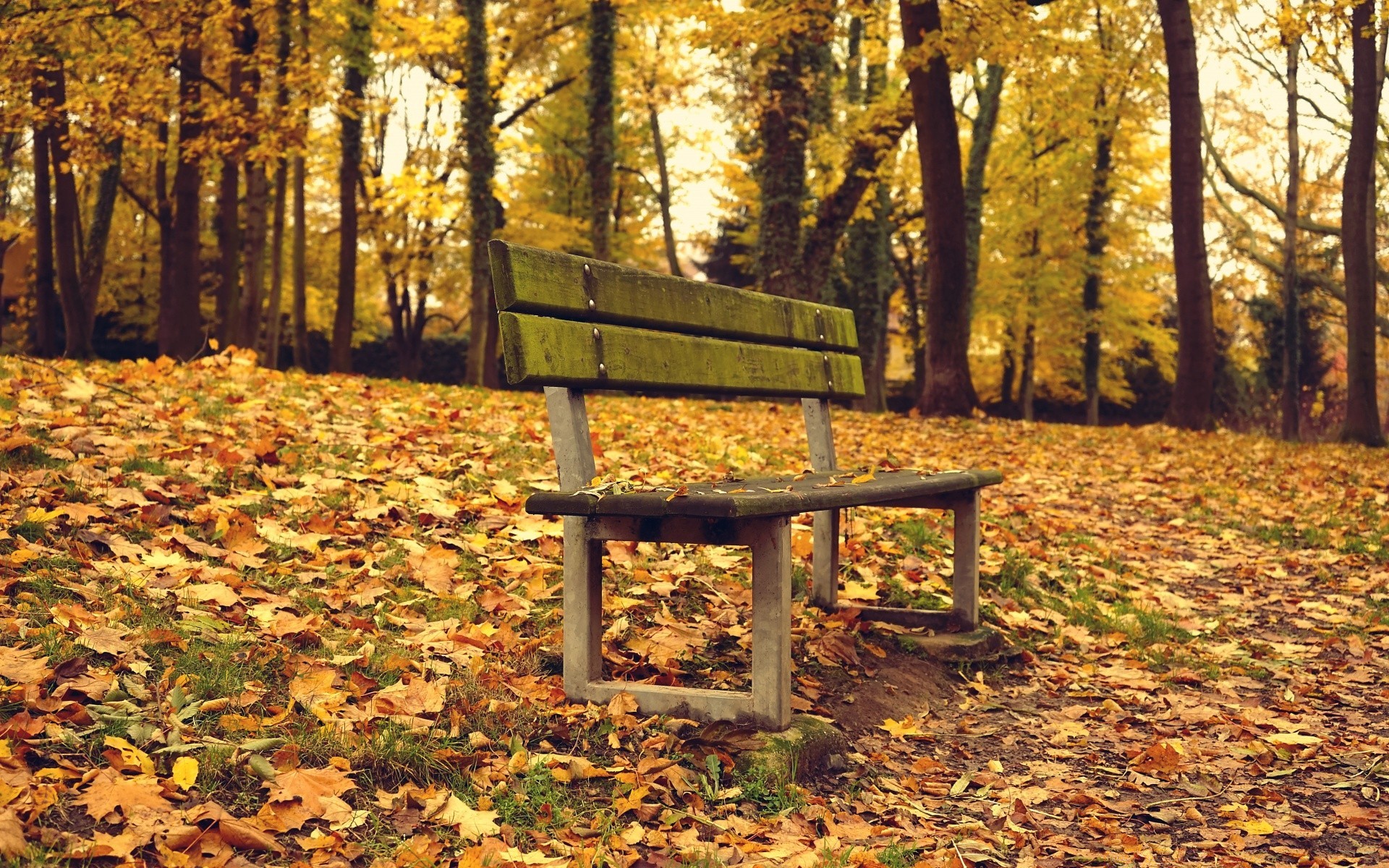 herbst holz herbst blatt baum park saison natur bank landschaft führung im freien ahorn gold fußweg landschaftlich tageslicht gutes wetter szene landschaft