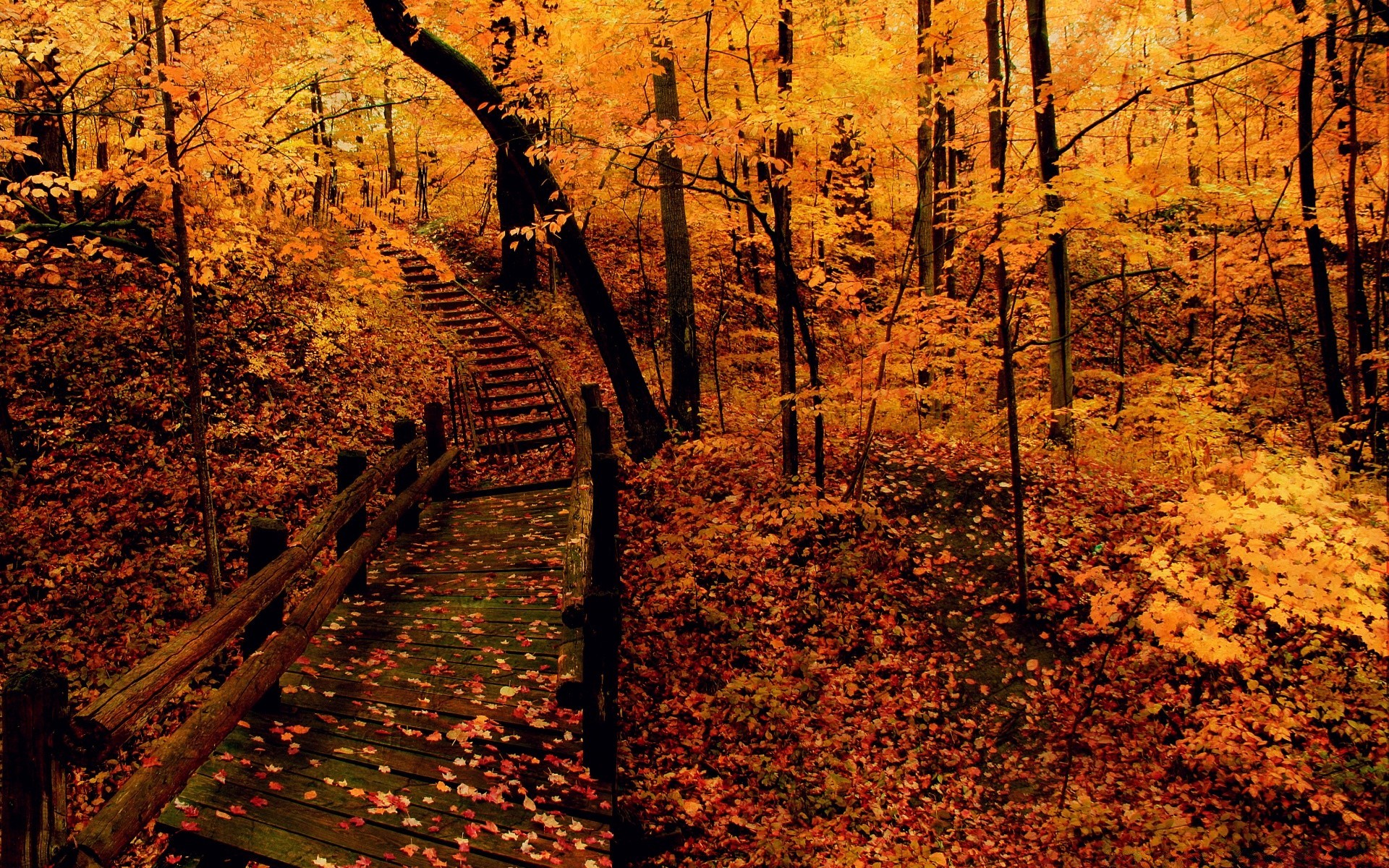 autunno autunno legno foglia albero all aperto paesaggio natura stagione parco scenic alba oro acero