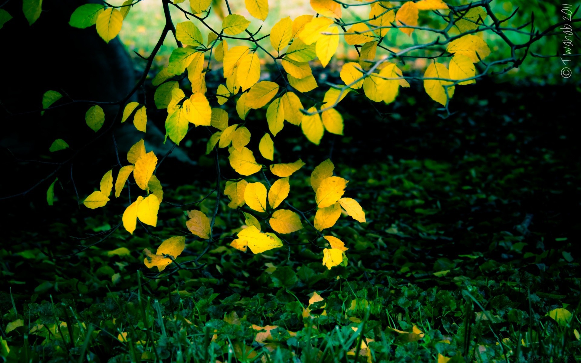 autumn leaf flora nature tree garden color flower season outdoors wood bright desktop branch park fall growth summer lush fair weather