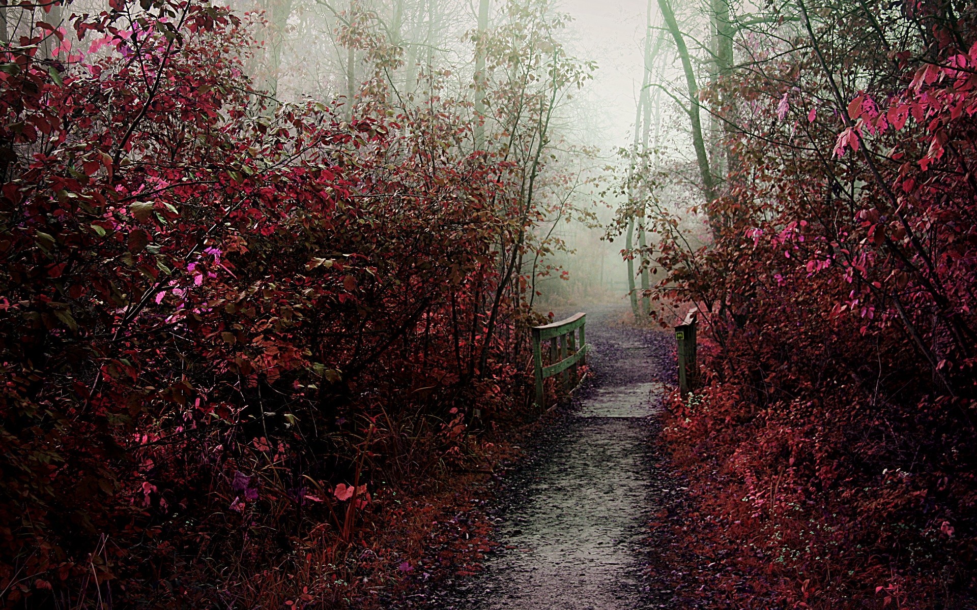 ricerca correlata: autunno stagione foglia autunno albero natura fiore parco paesaggio flora ramo giardino di legno di colore vivid outdoor crescita bush guida