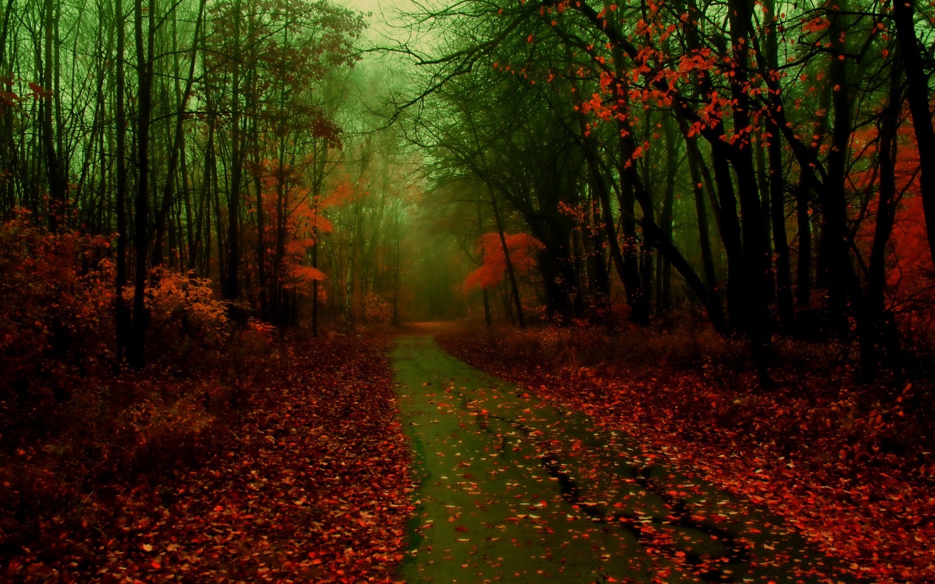 herbst herbst blatt holz dämmerung baum landschaft nebel natur park nebel sonne hintergrundbeleuchtung gutes wetter im freien üppig