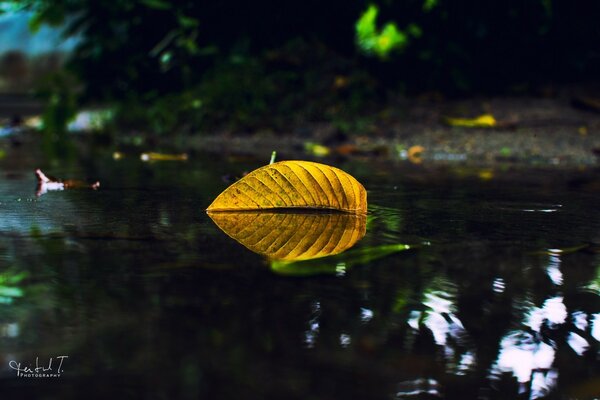 A bright yellow leaf in the reflection of water