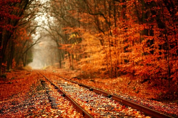 Ferrocarril. Bosque de otoño