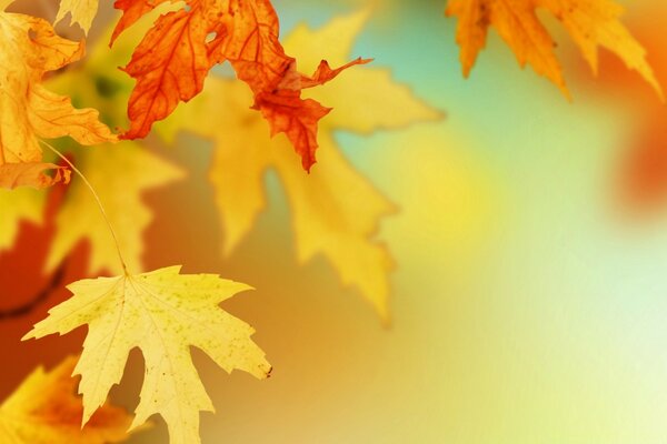 Autumn maple leaves close-up