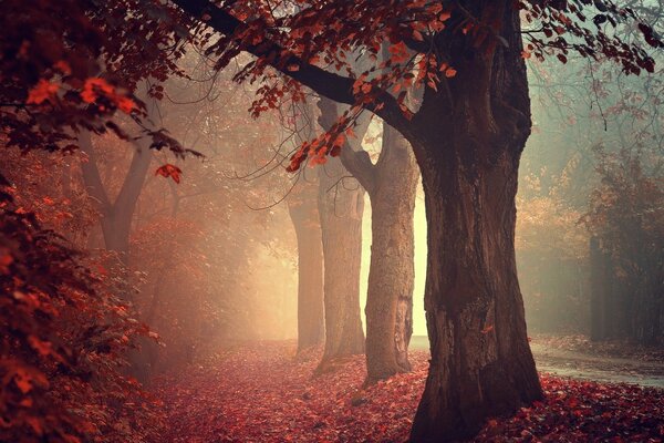 Camino brumoso hacia el otoño púrpura