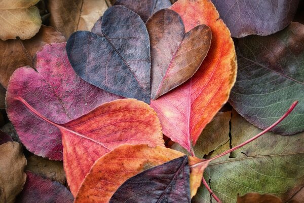 Autumn multicolored leaves of bard, crimson, brown flowers