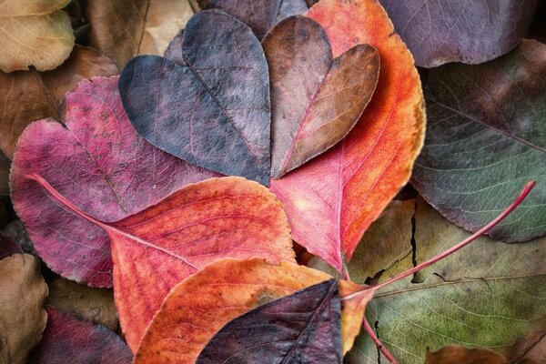 秋天五彩叶吟游诗人，深红色，棕色的花朵