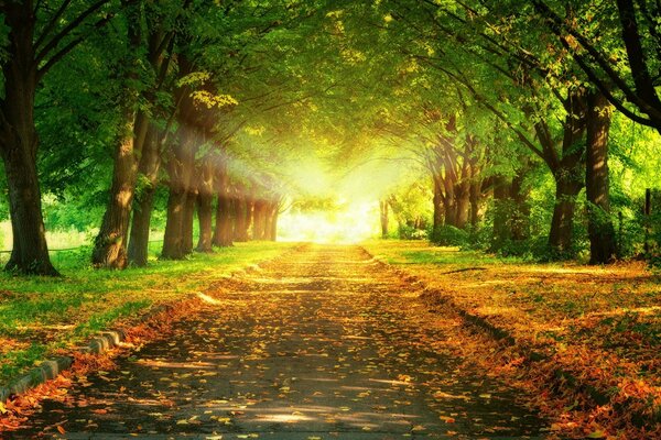 A road strewn with fallen dry leaves in the park