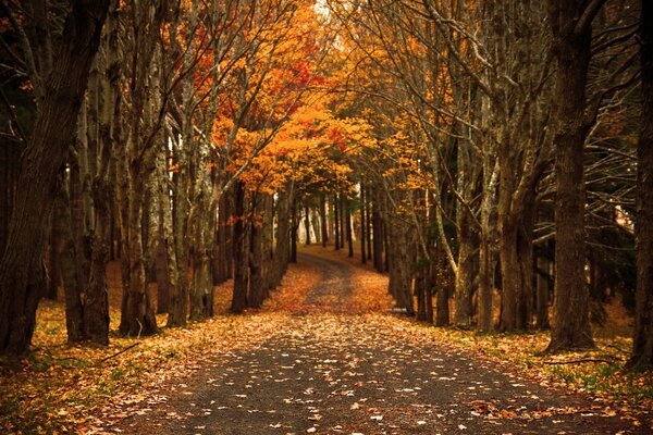 Camino de otoño. Hermosa naturaleza