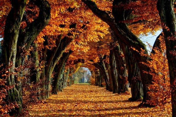 Vicolo autunnale degli alberi giganti