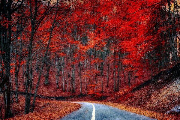 Foglie rosse nella foresta autunnale