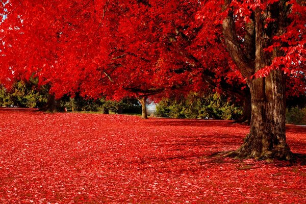 深红色的秋叶喧闹