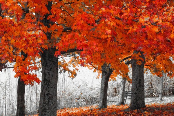 Autumn came to us with golden foliage