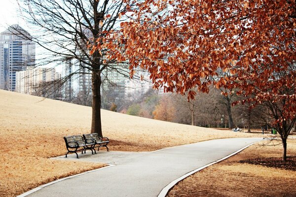 Parque de otoño con bancos