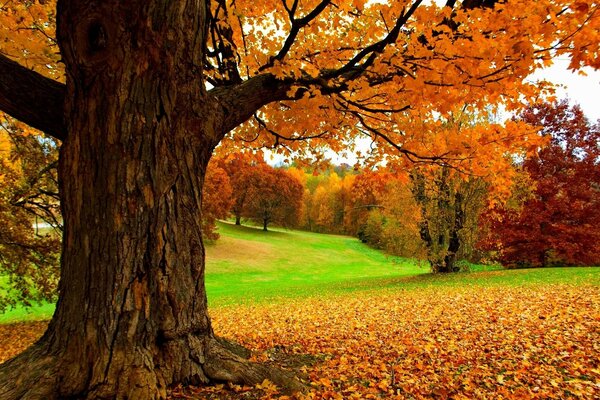 Quercia d autunno nel parco closeup