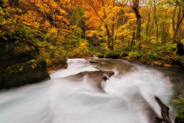 Goldener Herbst und Fluss im Wald