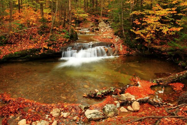 Beautiful autumn forest and stream