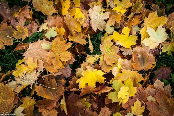 Herbstblätter liegen auf dem Gras