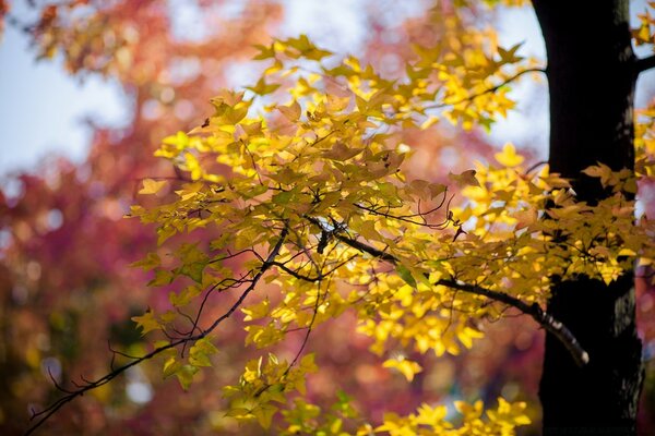 Autumn yellow leaves on a tree