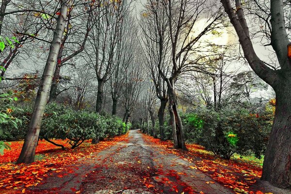 A floresta de outono deixou cair a folhagem, os galhos se estendem ao céu com uma súplica